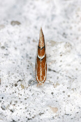 Phyllonorycter corylifoliella resting on a lichen-covered rock