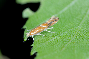 Phyllonorycter corylifoliella resting on a lichen-covered rock