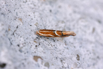 Phyllonorycter corylifoliella resting on a lichen-covered rock