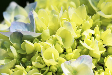 咲き始めてほんのり色づきところどころ薄青い紫陽花のかなり寄ったマクロ