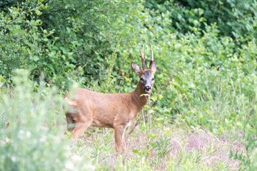 roe deer in Nismes