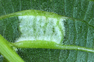 walnut leaf gall mite, Persian walnut leaf blister mite (Aceria tristriatus, Eriophyes erineus),...