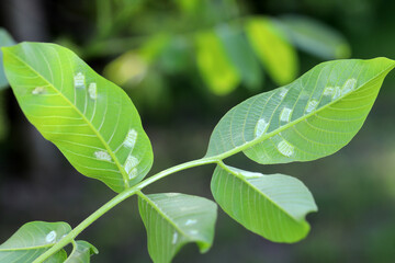 walnut leaf gall mite, Persian walnut leaf blister mite (Aceria tristriatus, Eriophyes erineus), galls on a walnut leaf