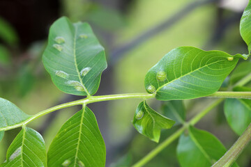 walnut leaf gall mite, Persian walnut leaf blister mite (Aceria tristriatus, Eriophyes erineus), galls on a walnut leaf