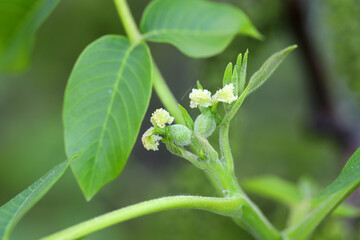 Female walnut tree flowers, bud and young leaves. Juglans regia (Juglandaceae).