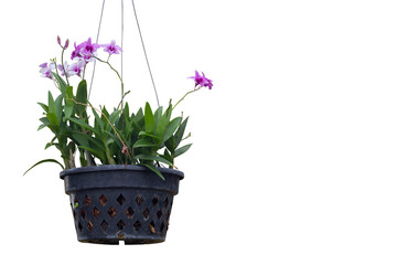 Purple and white Orchid flower bloom and hanging in black plastic pot isolated on white background...