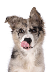 Head shot of adorable blue merle Border Collie dog puppy, sitting up facing front. Looking towards camera with brownish eyes and licking heart shaped black nose. Isolated on a white background.