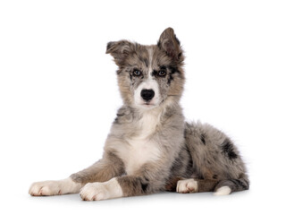 Adorable blue merle Border Collie dog puppy, laying down side ways. Looking towards camera with brownish eyes and heart shaped black nose. Isolated on a white background.