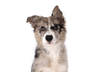 Head shot of adorable blue merle Border Collie dog puppy, sitting up facing front. Looking towards camera with brownish eyes and heart shaped black nose. Isolated on a white background.