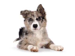 Adorable blue merle Border Collie dog puppy, laying down facing front. Looking towards camera with brownish eyes and heart shaped black nose. Isolated on a white background.