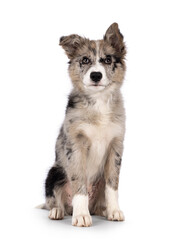 Adorable blue merle Border Collie dog puppy, sitting up facing front. Looking towards camera with brownish eyes and heart shaped black nose. Isolated on a white background.