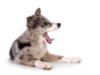Adorable blue merle Border Collie dog puppy, laying down side ways yawning showing tongue and teeth. Looking away from camera with brownish eyes and heart shaped black nose. Isolated on a white backgr