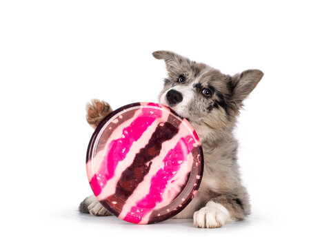 Adorable Blue Merle Border Collie Dog Puppy, Laying Dowb Facing Front Holding Up A Frisbee Disc. Looking Towards Camera With Brownish Eyes And Heart Shaped Black Nose. Isolated On A White Background.