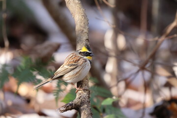 ミヤマホオジロ