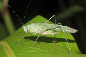 Katydid on Leaf. Tambopata, Amazon Rainforest, Peru