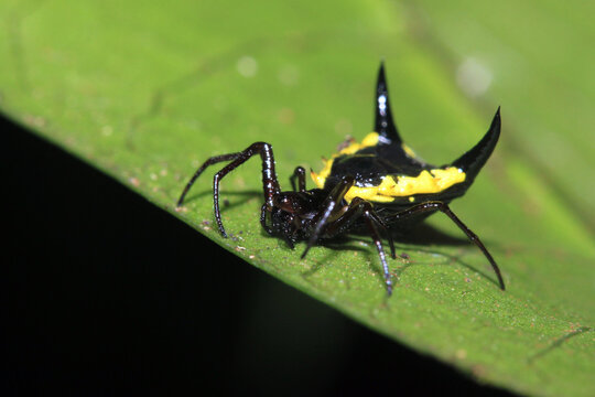 Spiny Orb-weaver Spider on Leaf. Tambopata, Amazon Rainforest, Peru