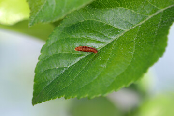 Apple Case Bearer where the larva of a Coleophora malivorella. Young caterpillar on developing apple leaves in spring.