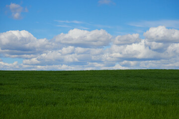 Cumulus clouds and field. Horizon and sky with field