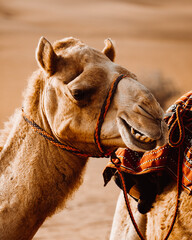 camel in the desert of Oman