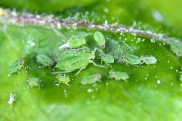 Rhopalosiphum oxyacanthae. (R. insertum) Apple-grass aphid.