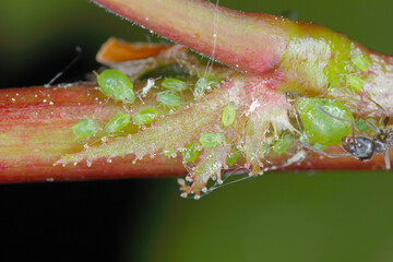Rhopalosiphum oxyacanthae. (R. insertum) Apple-grass aphid.