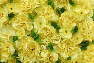 Springtime blooming light yellow daffodils, spring blossoming narcissus (jonquil) flowers bouquet background with green leaves, selective focus