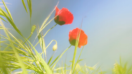 Obraz premium Red poppies and green grass against blue sky. Bottom view, soft focus, close-up.