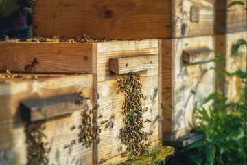Fototapeta na wymiar Woden hives of bees in the apiary.