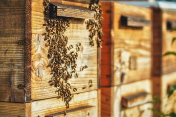 Woden hives of bees in the apiary.
