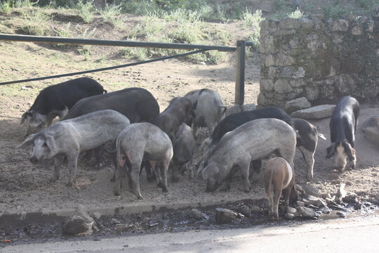 Cochons Corse