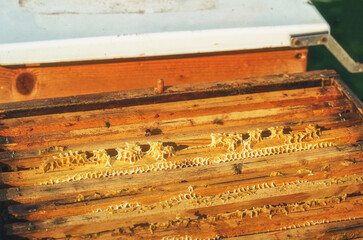 Bee honeycombs with honey and bees. Apiculture.