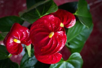 Close-up of red anthurium flowers, a beautiful and exotic indoor plant.