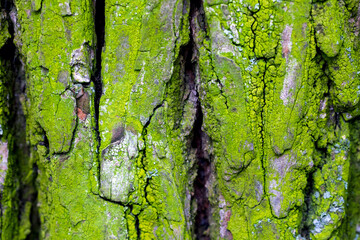 Surface of a green tree bark photographed with a macro lens.