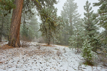 Tree in the misty mountain forest covered by snow in eastern Oregon.