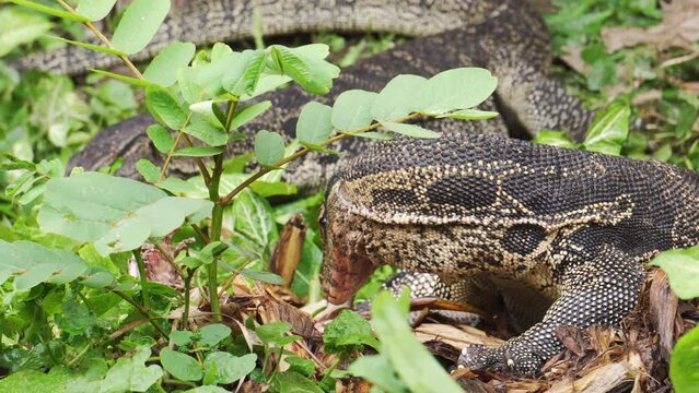 Water monitor eating, fighting and snatching each others for food. Burmese python snake has died and become food. Dangerous wildlife and nature.