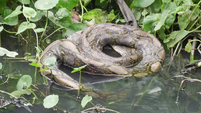 Burmese python died on a pond with a lot of tree nearby. Dangerous species of animal died.