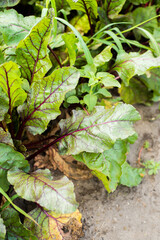 Harvest of young beetroot in the garden. Fresh crop. Home or industrial farming. Delicious and healthy organic food.