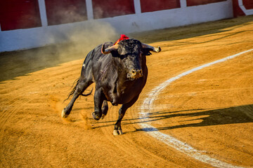 toro en la plaza