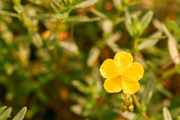 Close-up  of tuberaria lignosa flower, Belgium