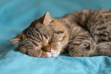  A cute striped British Shorthair cat with a chocolate spot sleeps on a turquoise blanket