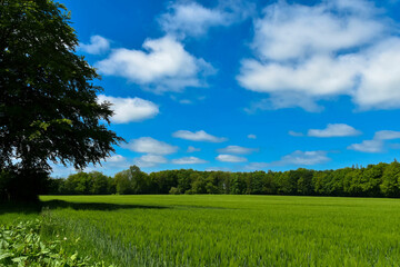 Kornfeld bei Revensdorf in Schleswig-Holstein
