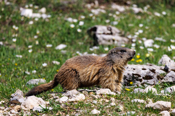 portrait of a marmot in front of its burrow, Vercors, France