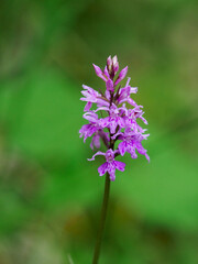 Fuchs' orchid on the slopes of Glandasse, Vercors, France