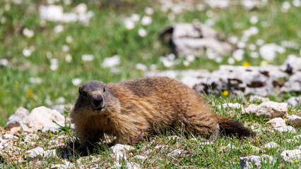 portrait of a marmot in front of its burrow, Vercors, France