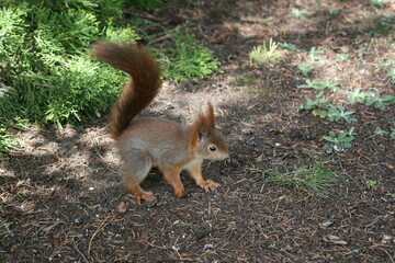 Squirrel climbing on a tree