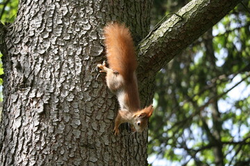 Squirrel climbing on a tree