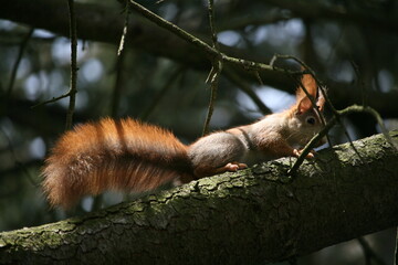 Squirrel climbing on a tree