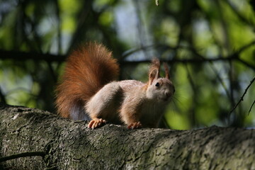 Naklejka na ściany i meble Squirrel climbing on a tree