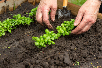 Woman with her hands plants basil sprouts in a bed in edible garden. Ecologically clean plants