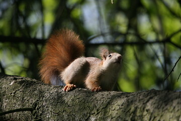 Squirrel climbing on a tree